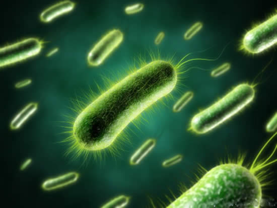 2010年8月11日 南亚发现新型超级细菌