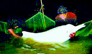 湖南岳阳陵矶捕获了一条活的白鳍豚