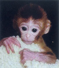2000年1月14日 人类成功克隆猴
