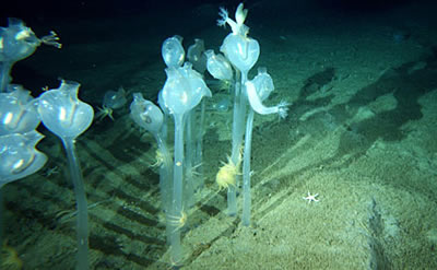 2008年2月19日 澳大利亚科学家在南极洲水下发现新的海洋生物