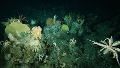 澳大利亚科学家在南极洲水下发现新的海洋生物