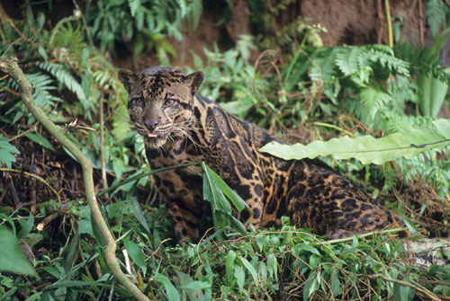 2007年3月15日 世界自然基金会发现猫科新物种婆罗洲云豹