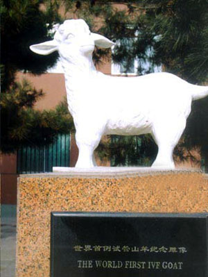 1984年3月9日 世界上第一只试管羔羊诞生