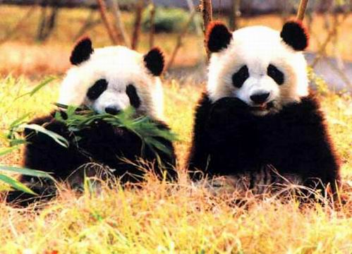 “熊猫之乡”卧龙自然保护区建立(历史上的今天。中國)