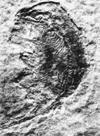 2002年4月25日 我国发现世界最早有胎盘类哺乳动物化石