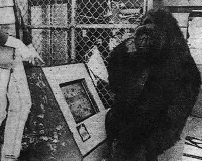 1998年5月2日 美国大猩猩可可进入互联网