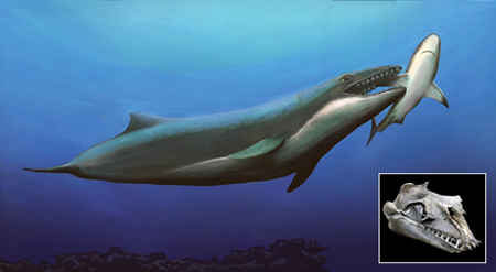 科学家警告蓝鲸濒于绝迹