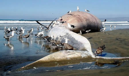 科学家警告蓝鲸濒于绝迹