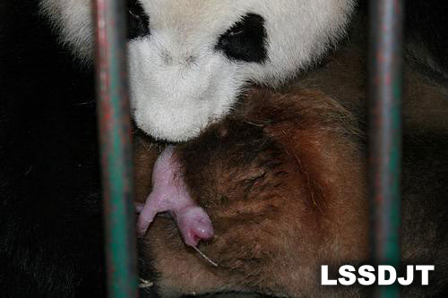 2009年7月19日 大熊猫“莉莉”诞下今年全球首对大熊猫双胞胎